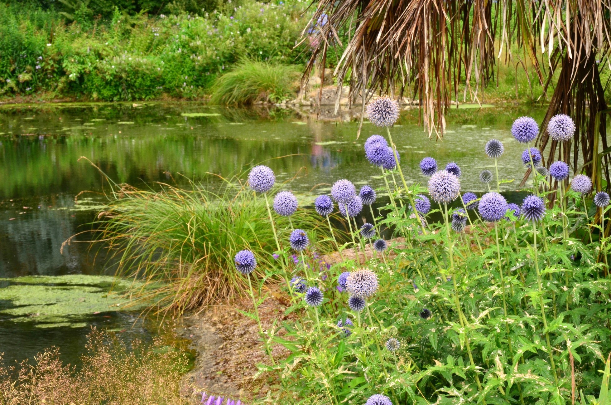Purple globe thistles by a pond