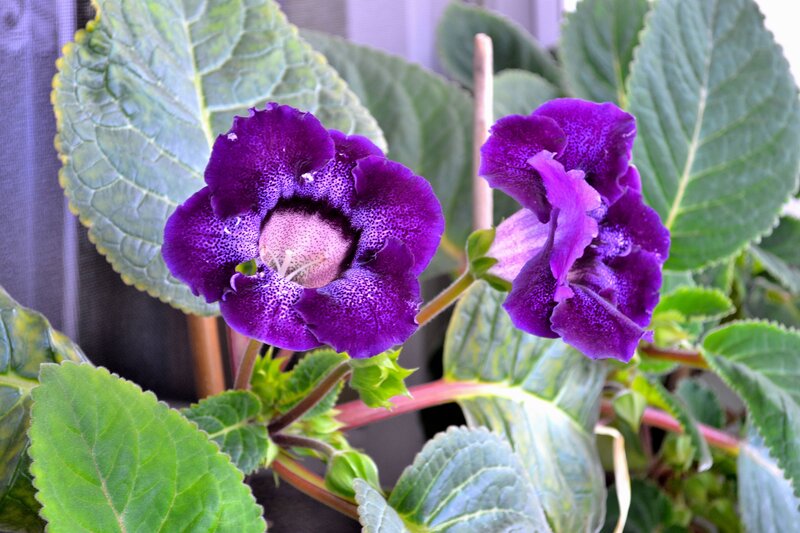 Purple Gloxinia Flowers