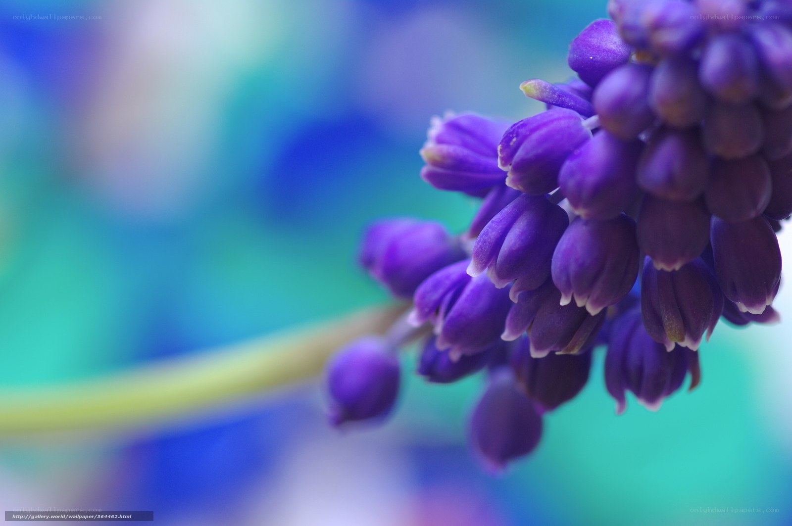 purple grape hyacinth flower