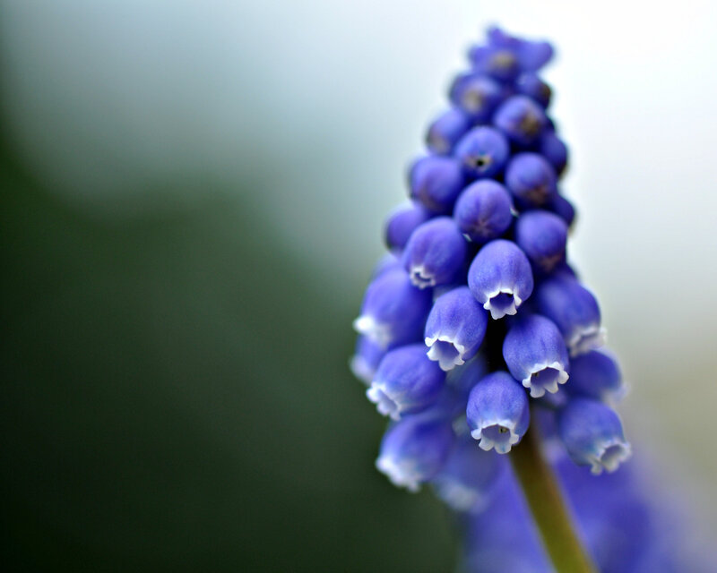 purple grape hyacinth flower