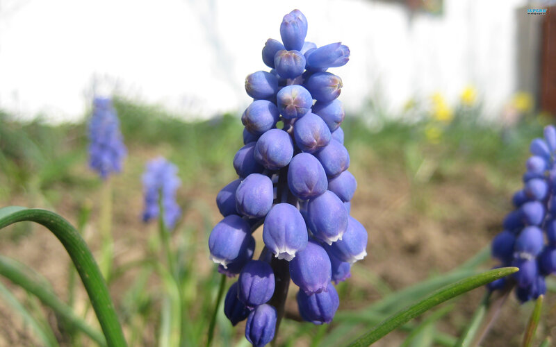 Purple Grape Hyacinth Flower — Blue