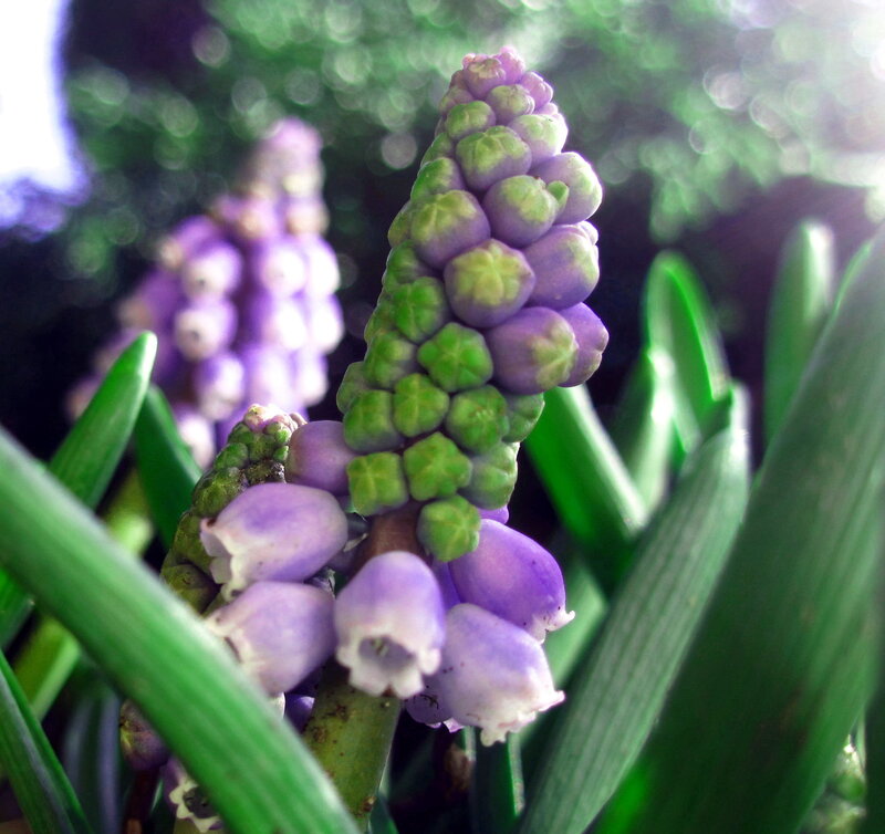 Purple Grape Hyacinth Flower — Natural