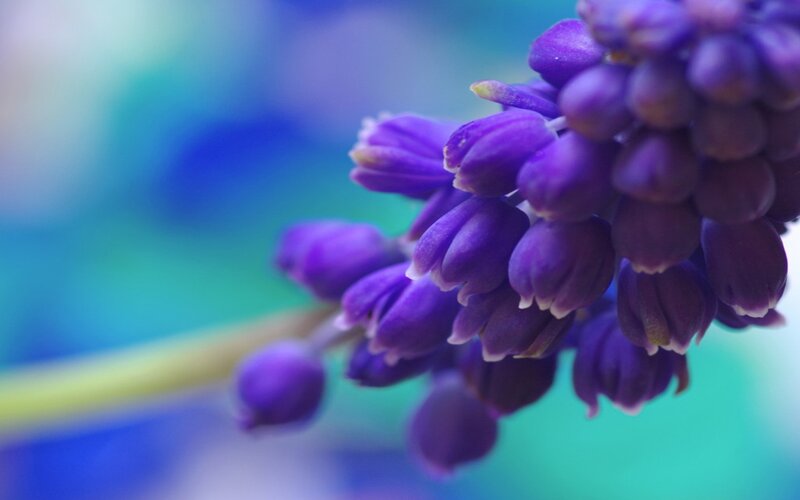 Purple Grape Hyacinth Flower — Serene, Photograph, Stem