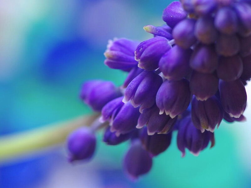 Purple Grape Hyacinth Flower — Serene, Photograph
