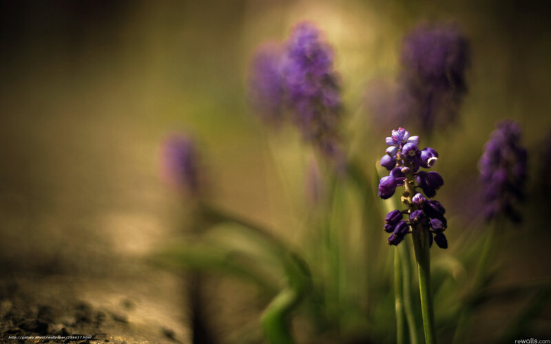 Purple Grape Hyacinth Flower — Serene, Spring, Photograph