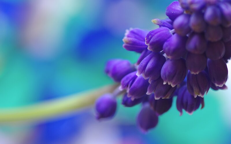 Purple Grape Hyacinth Flower — Serene, Spring