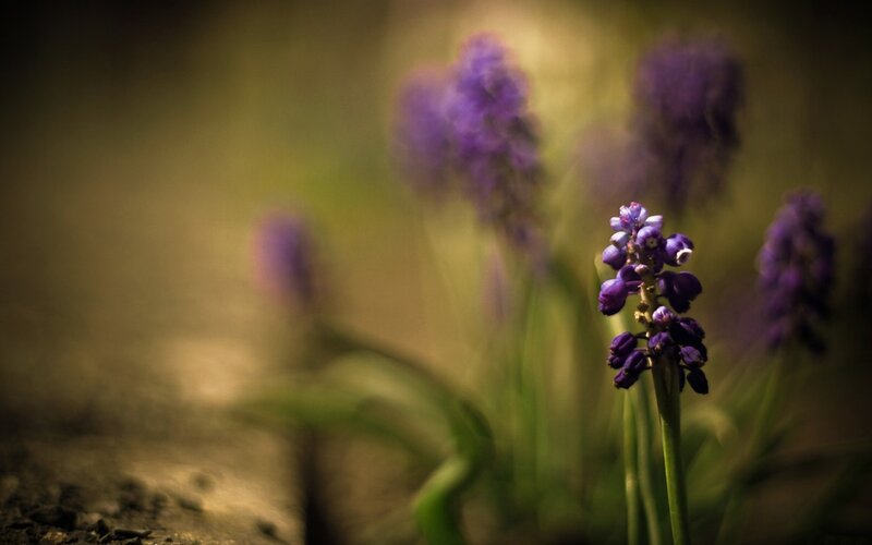 Purple Grape Hyacinth Flower — Serene