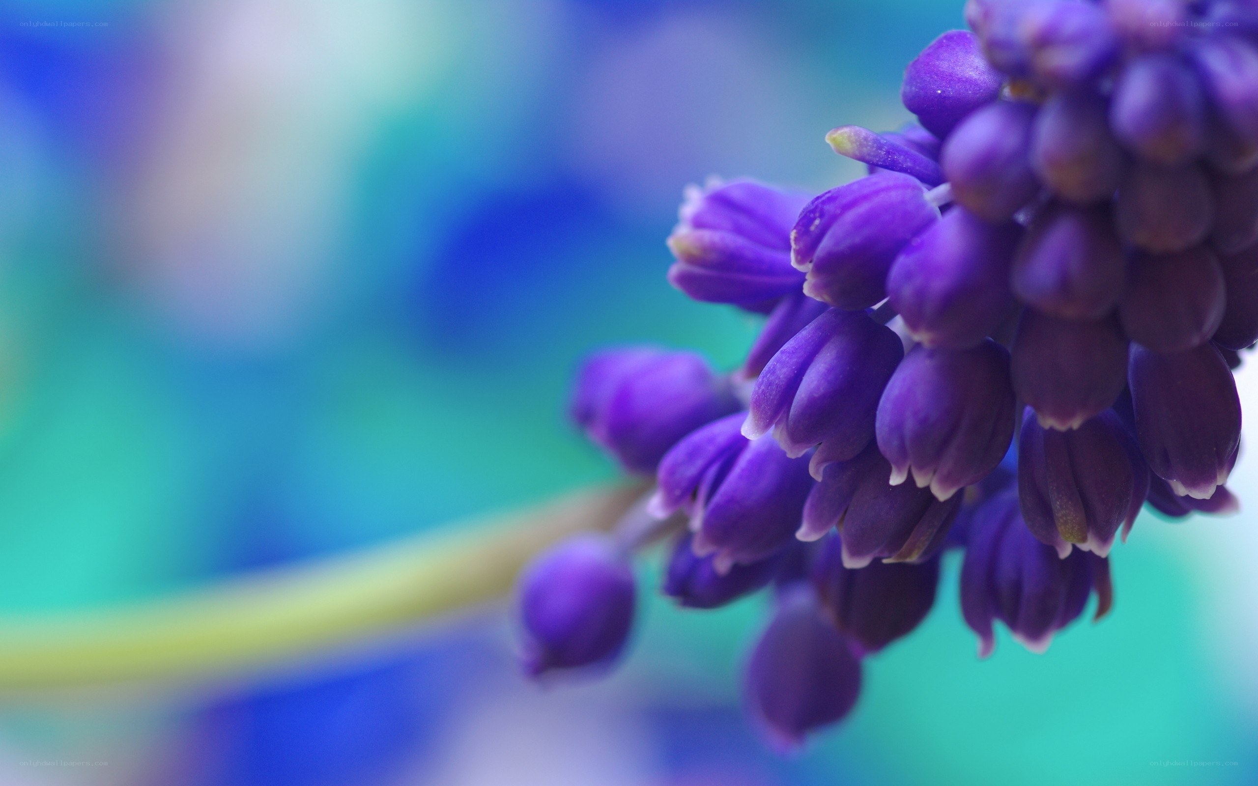 Purple grape hyacinth flower