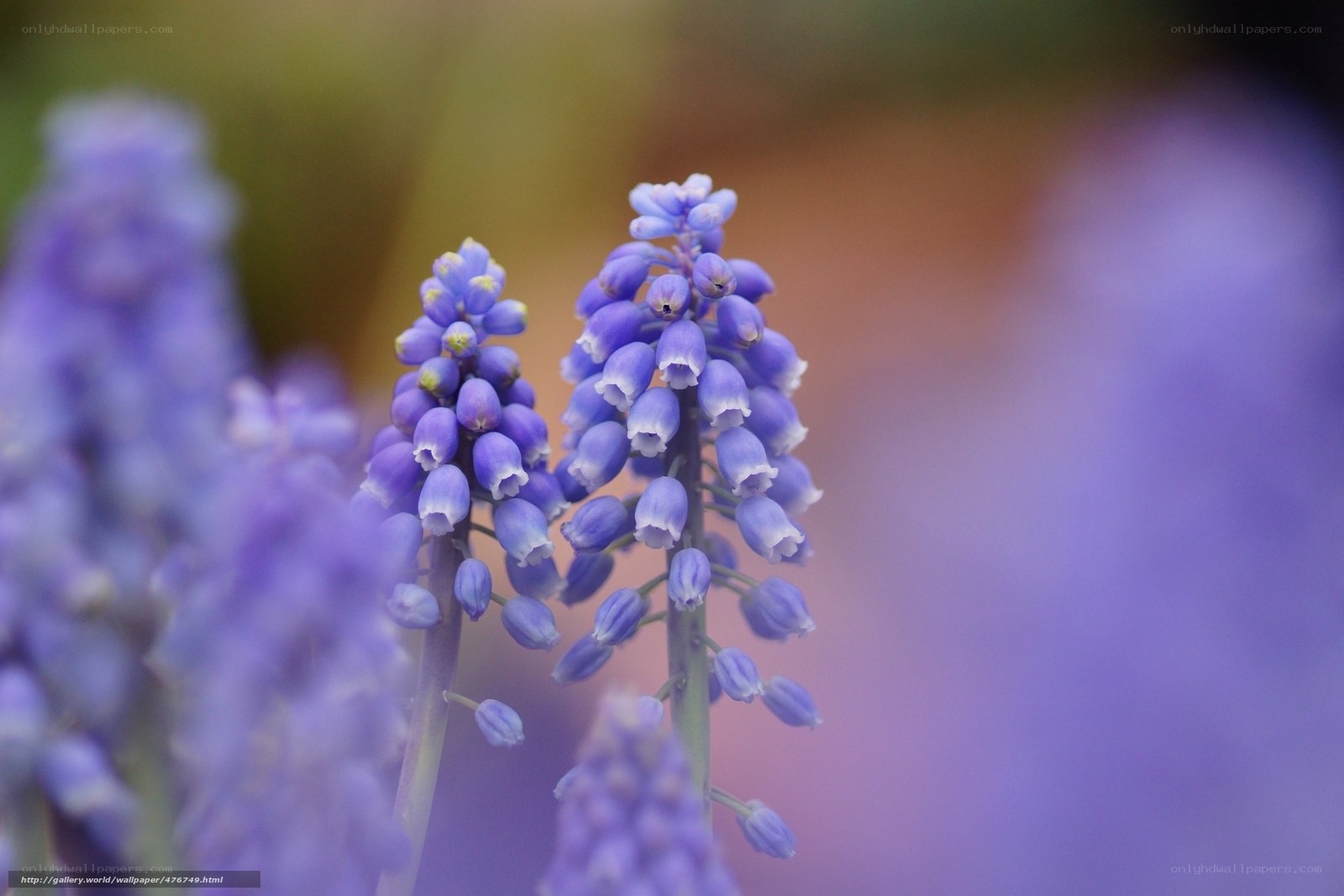 Purple grape hyacinth flowers