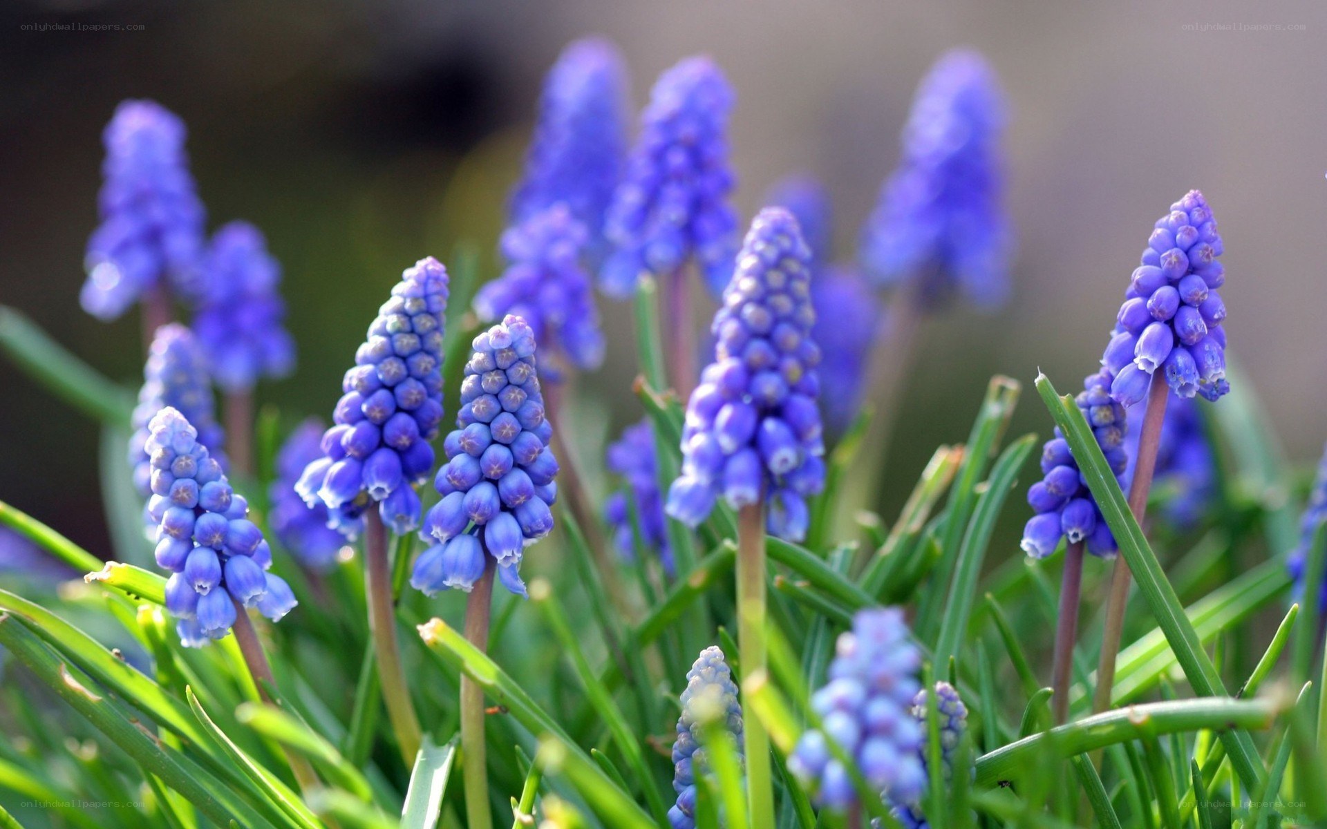 purple grape hyacinth flowers