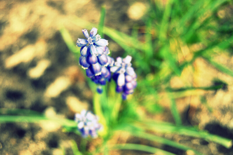purple grape hyacinth flowers