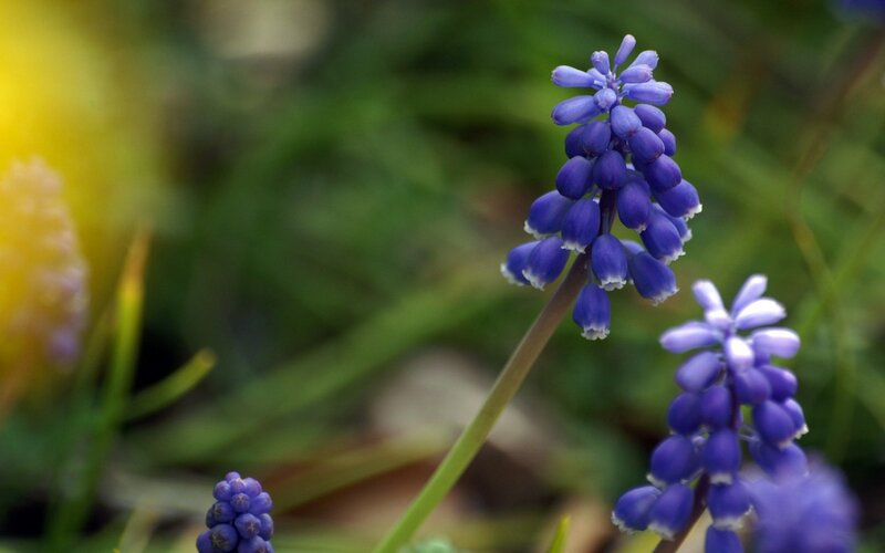 purple grape hyacinth flowers