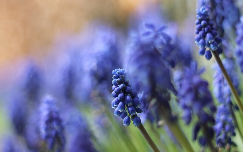 purple grape hyacinth flowers