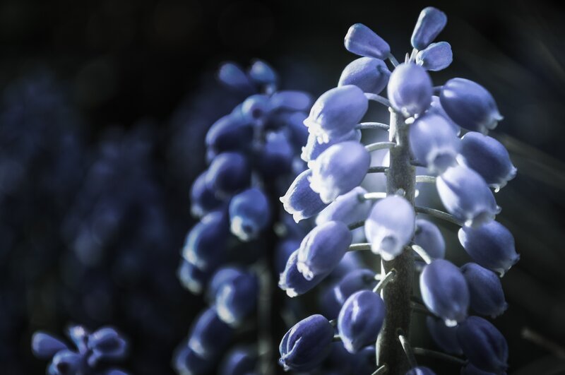 Purple grape hyacinth flowers