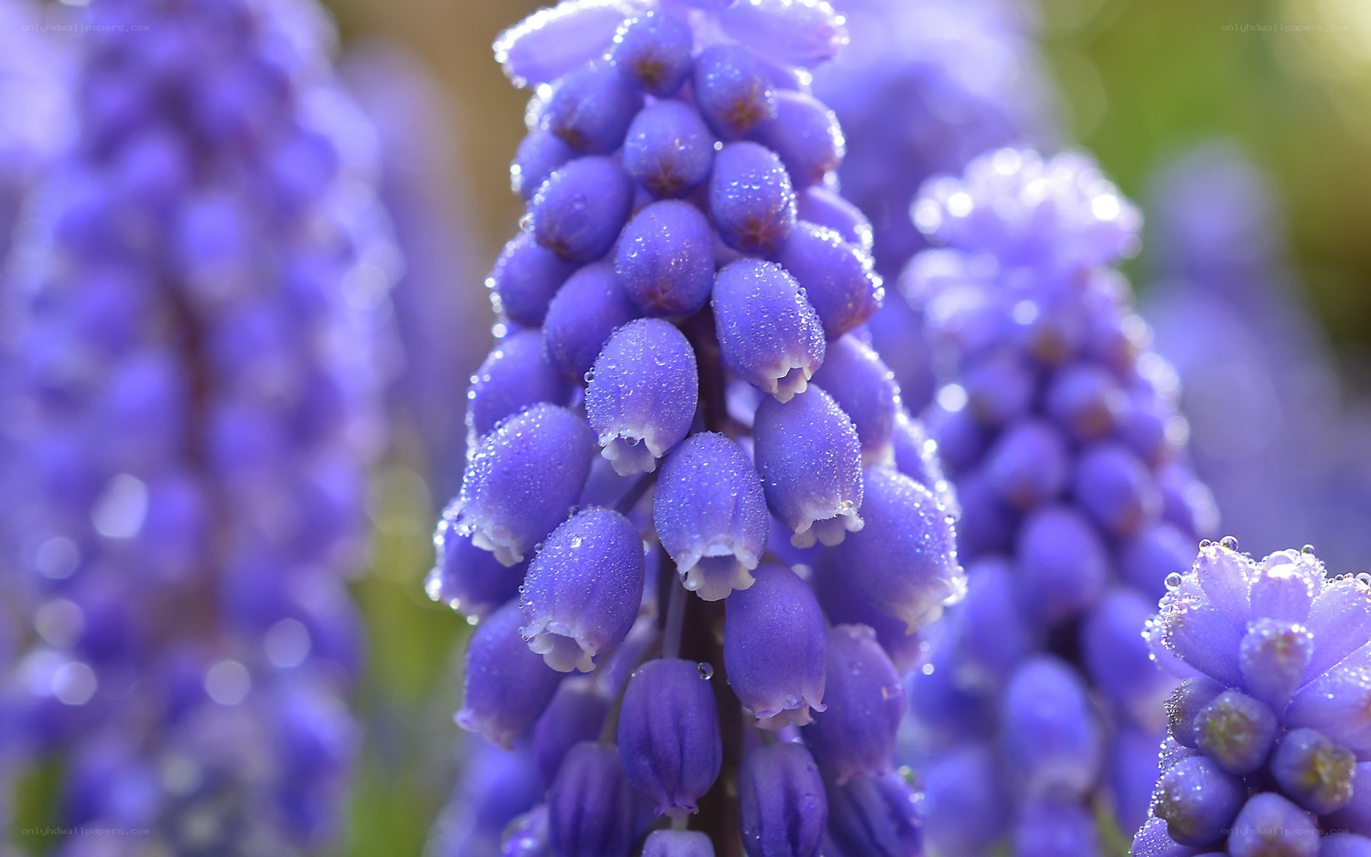 Purple grape hyacinth flowers