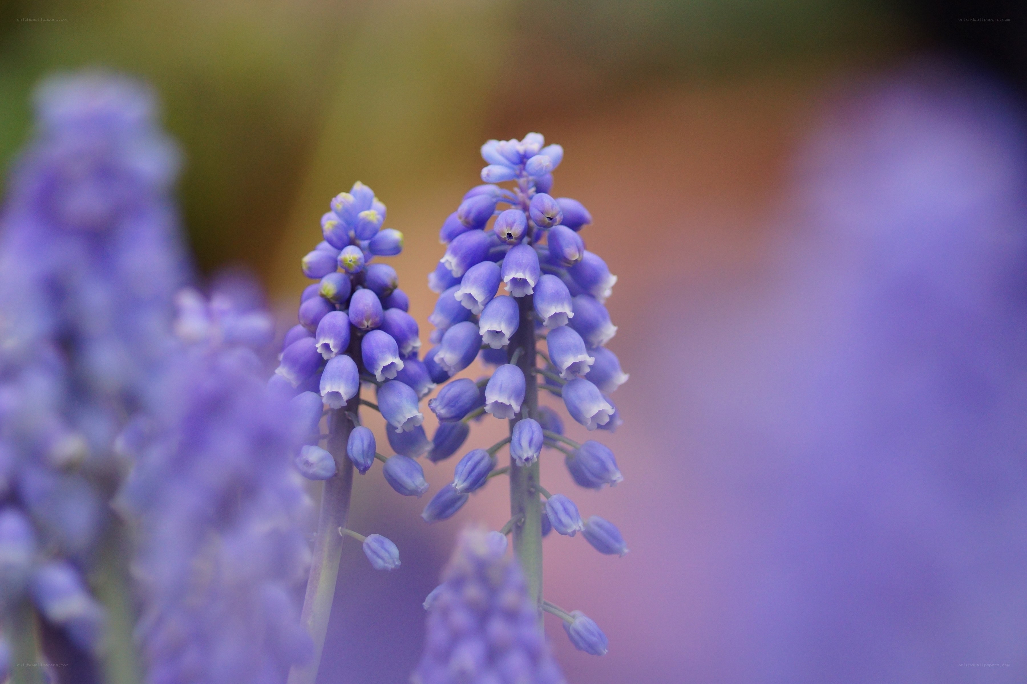 Purple grape hyacinth flowers