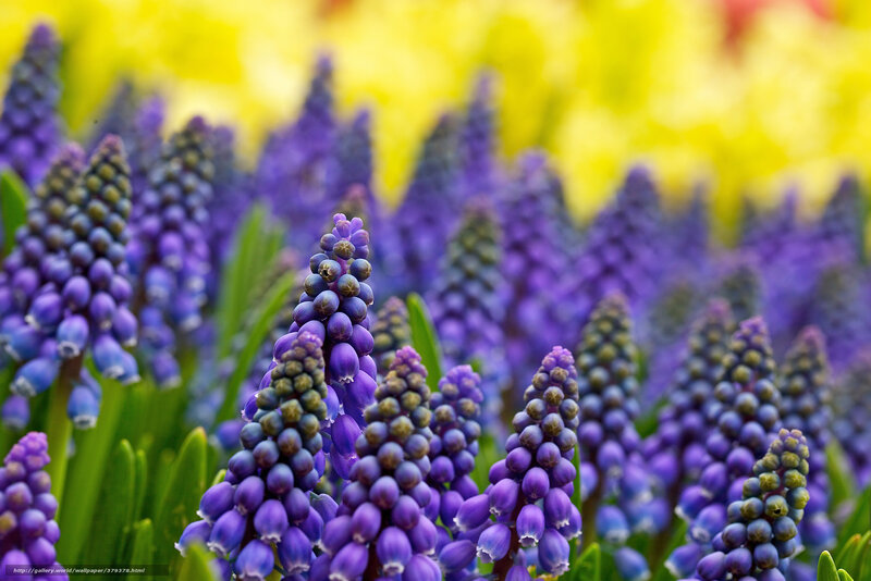 Purple grape hyacinth flowers