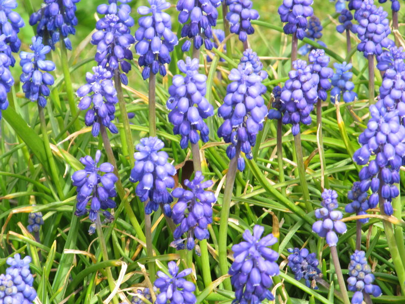 Purple Grape Hyacinth Flowers — Blue, Calm, Spring, Photograph, Green Grass