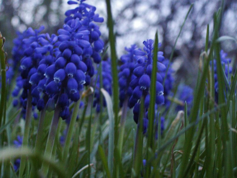 Purple Grape Hyacinth Flowers — Blue, Calm, Spring, Photograph