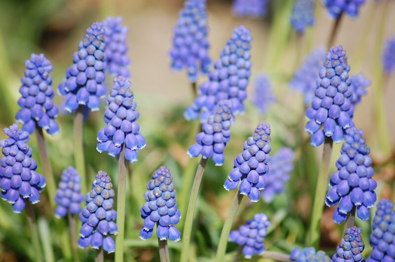 Purple Grape Hyacinth Flowers — Blue, Calm, Spring