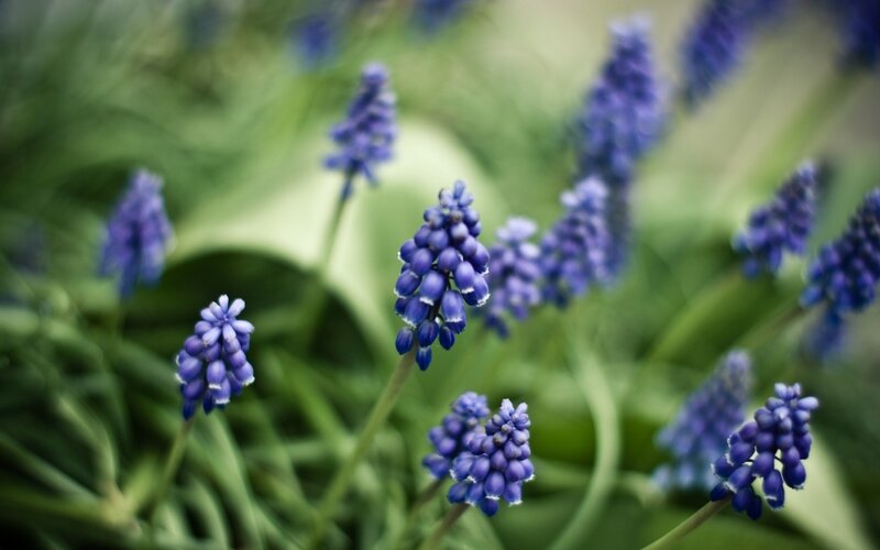Purple Grape Hyacinth Flowers — Blue, Calm