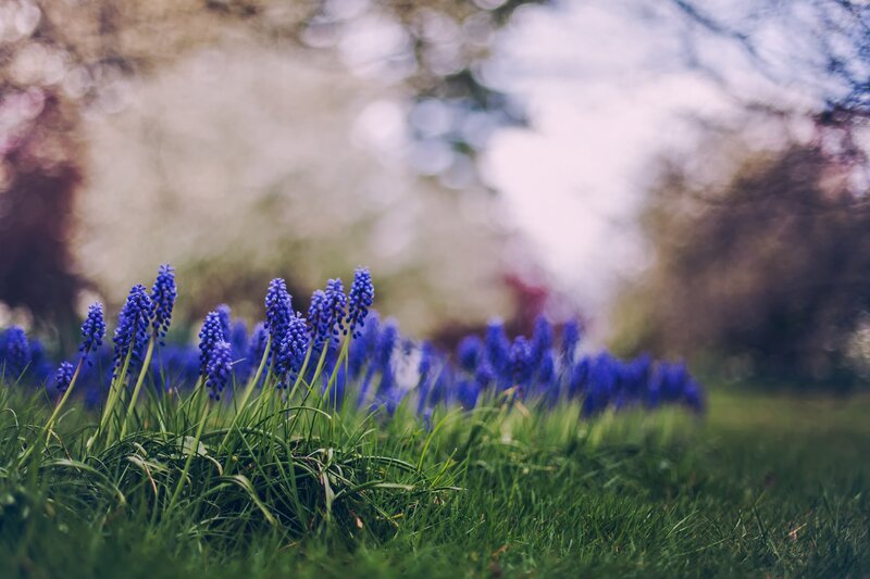 Purple Grape Hyacinth Flowers — Blue, Serene, Spring, Photograph, Grass