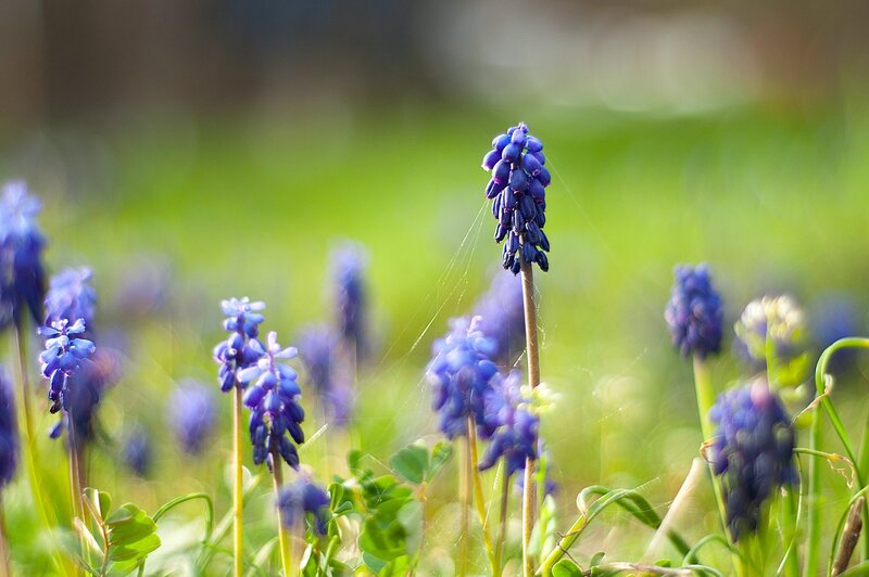 Purple Grape Hyacinth Flowers — Blue, Serene, Spring, Photograph, Green Grass, Spiderweb