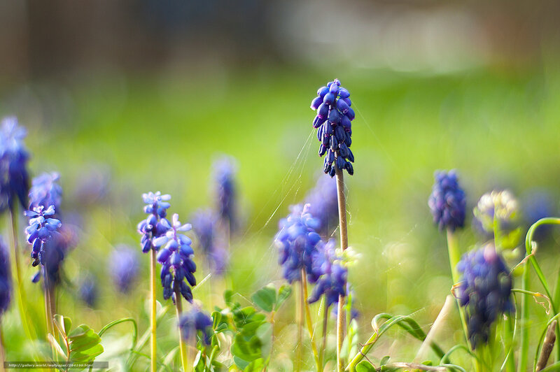 Purple Grape Hyacinth Flowers — Blue, Serene, Spring, Photograph, Green Grass