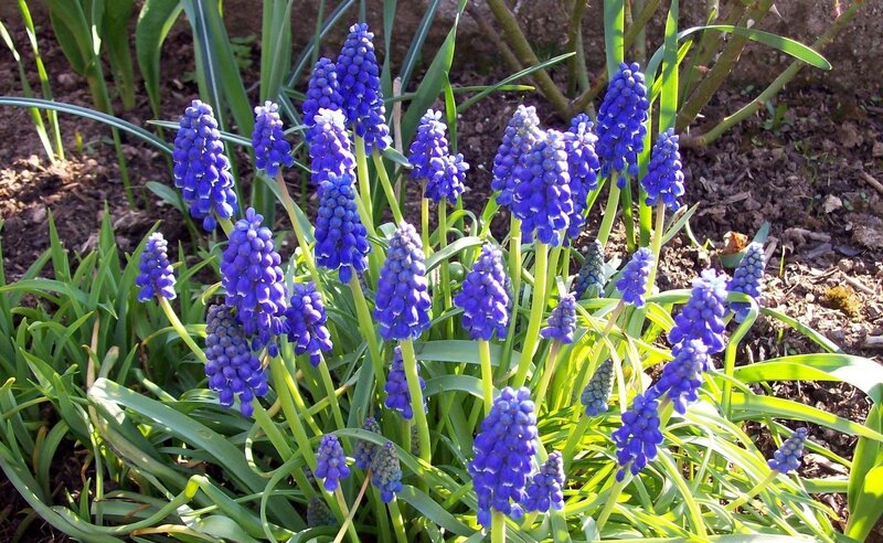 Purple Grape Hyacinth Flowers — Blue, Serene, Spring
