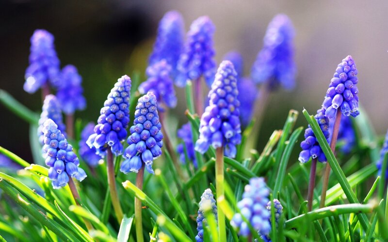 Purple Grape Hyacinth Flowers — Blue, Serene