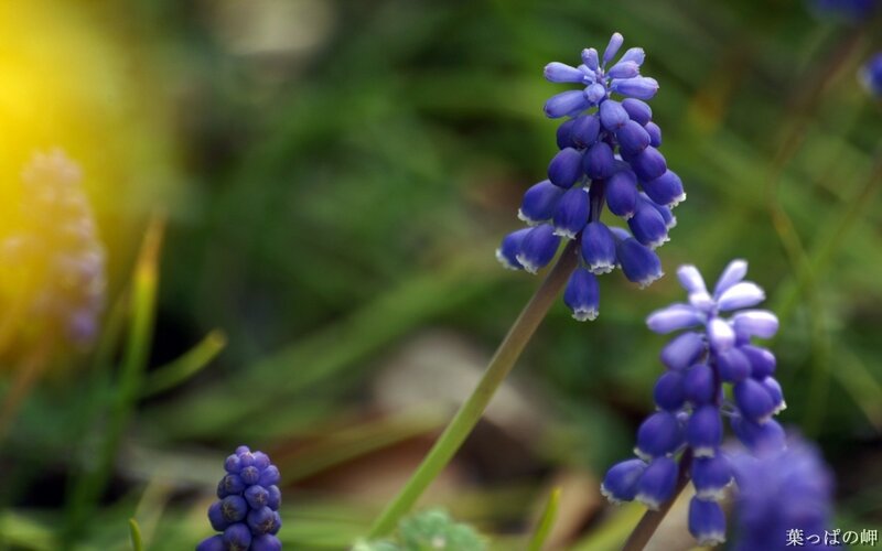 Purple Grape Hyacinth Flowers — Blue