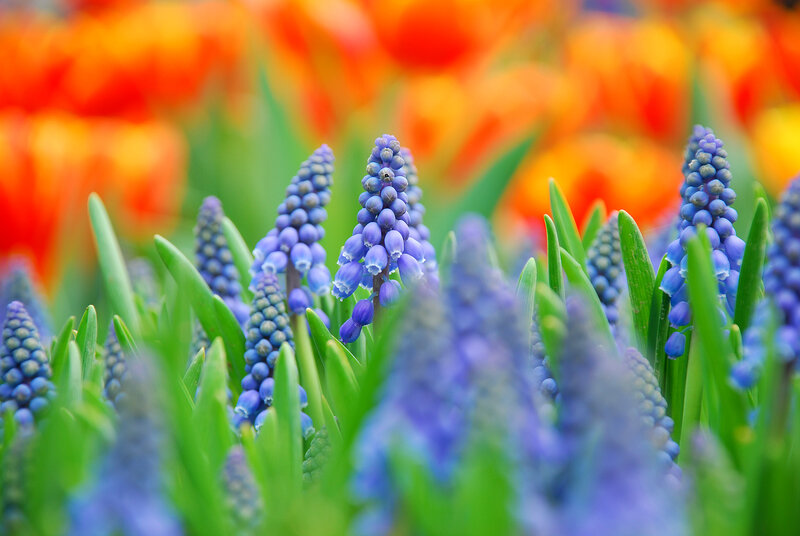 Purple Grape Hyacinth Flowers — Blue, Vibrant, Spring