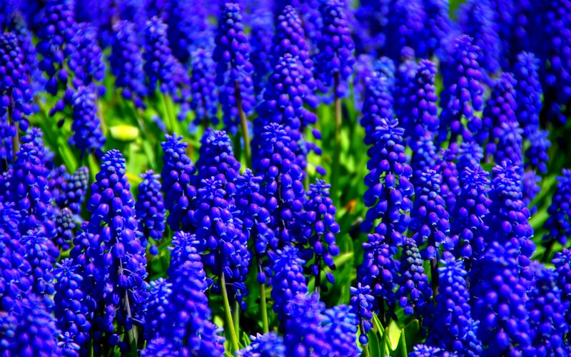 Purple Grape Hyacinth Flowers — Blue, Vibrant