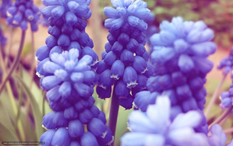 Purple Grape Hyacinth Flowers — Calm, Spring, Photograph, Stems