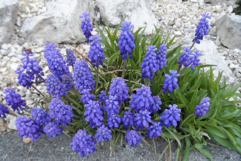 Purple Grape Hyacinth Flowers — Calm, Spring, Photograph