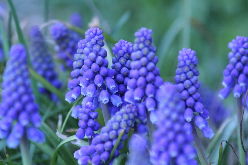 Purple Grape Hyacinth Flowers — Calm, Spring