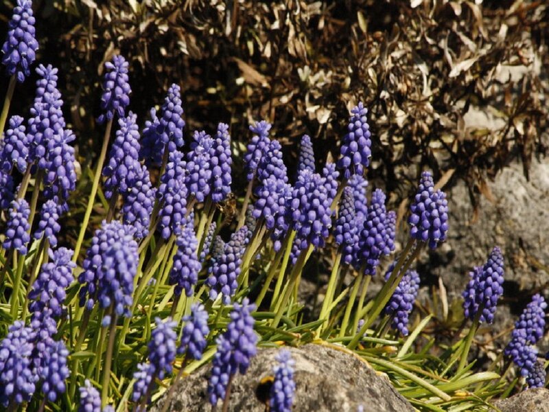 Purple Grape Hyacinth Flowers — Natural