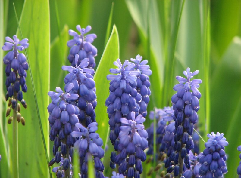 Purple Grape Hyacinth Flowers — Serene, Morning