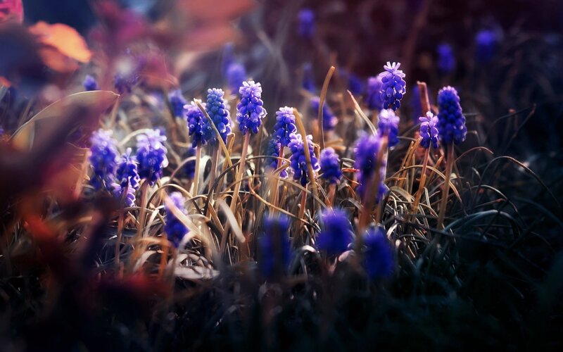 Purple Grape Hyacinth Flowers — Serene, Spring, Photograph, Grass