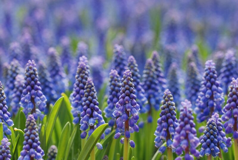 Purple Grape Hyacinth Flowers — Serene, Spring, Photograph, Green Leaves