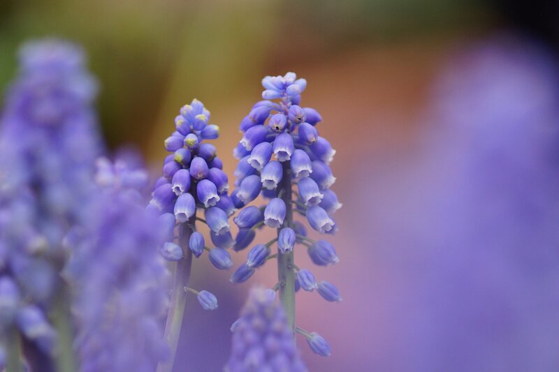 Purple Grape Hyacinth Flowers — Serene, Spring, Photograph, Stems, Bloom