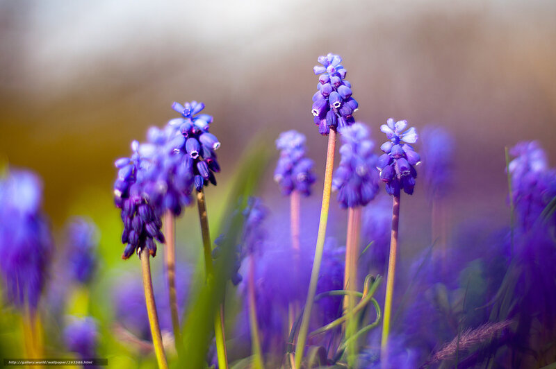 Purple Grape Hyacinth Flowers — Serene, Spring, Photograph, Stems, Grass