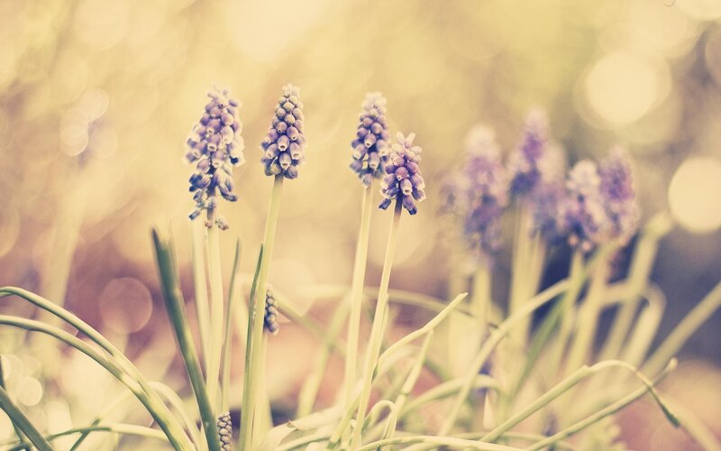 Purple Grape Hyacinth Flowers — Serene, Spring, Photograph, Stems, Leaves