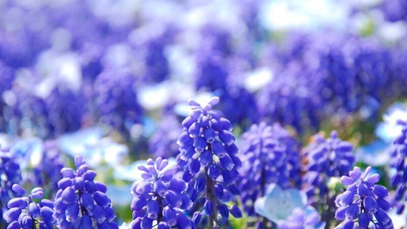 Purple Grape Hyacinth Flowers — Serene, Spring, Photograph