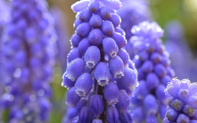 Purple Grape Hyacinth Flowers — Serene, Spring, Photograph, Water Droplets, Green Background, White