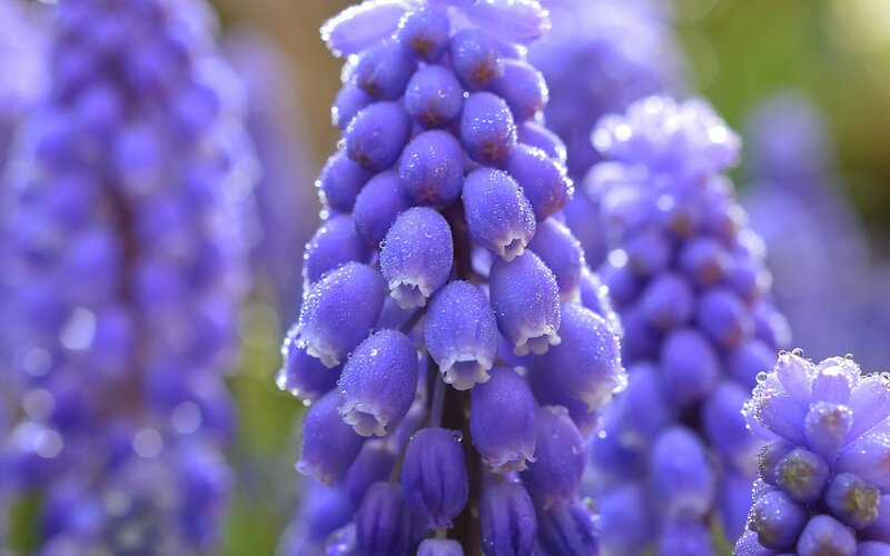 Purple Grape Hyacinth Flowers — Serene, Spring, Photograph, Water Droplets
