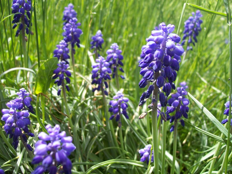 Purple Grape Hyacinth Flowers — Serene, Spring
