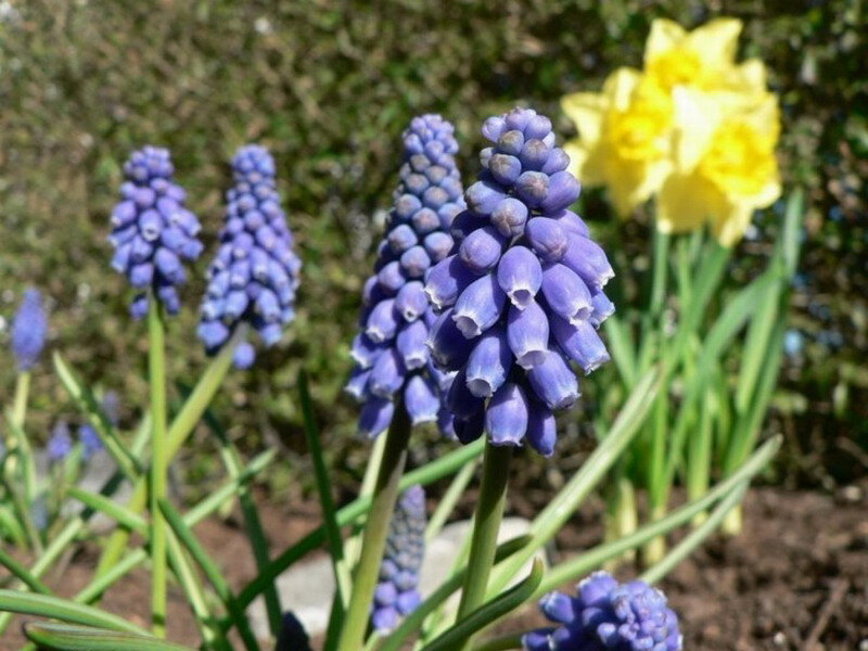 Purple Grape Hyacinth Flowers — Serene