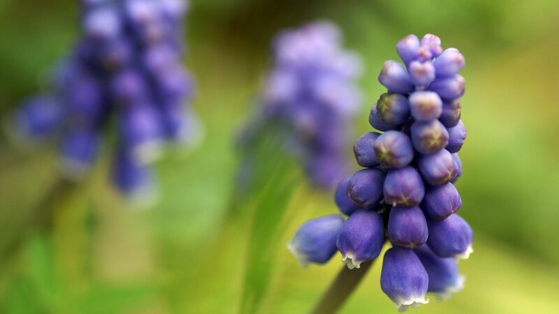 purple grape hyacinth flowers