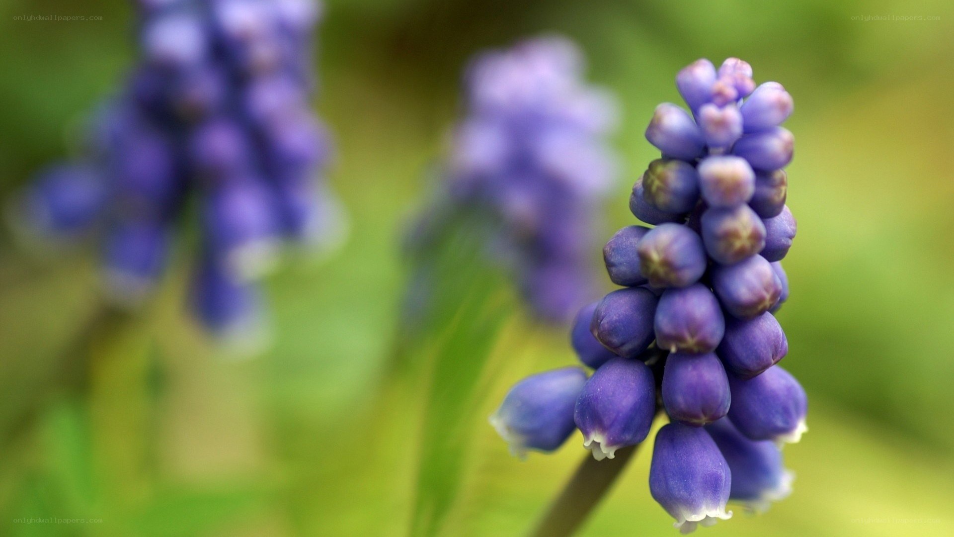 purple grape hyacinth flowers